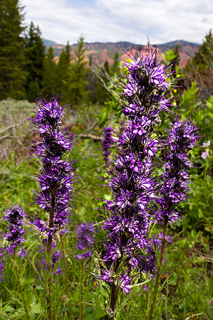Alpine Phacelia