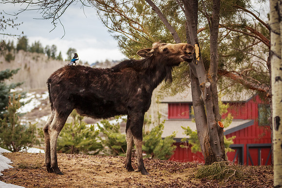 North American Moose