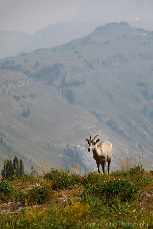 Bighorn Sheep