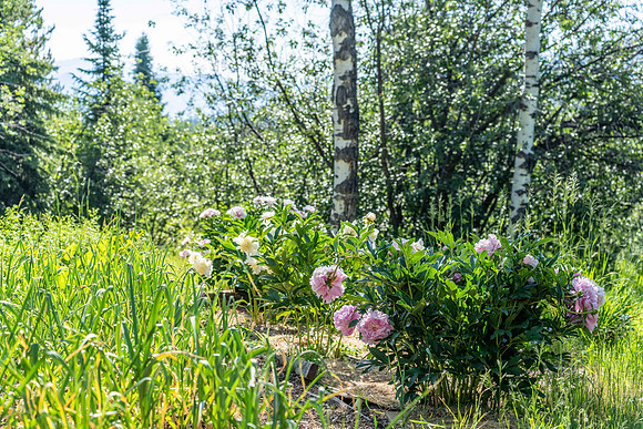 Silver Spur_JGPhoto-14