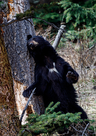 Black Bear