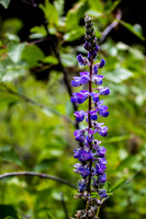 Lupine