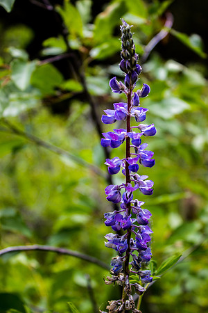 Lupine