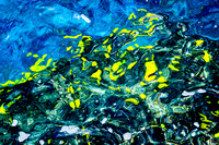 Yellow Tang
