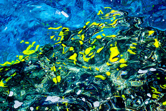 Yellow Tang