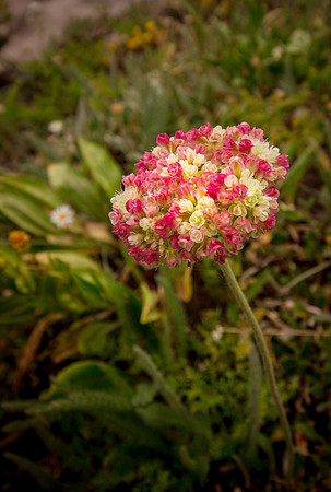 Umbrella Flower