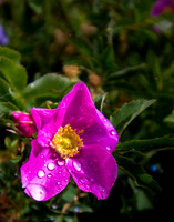 Wild Rose