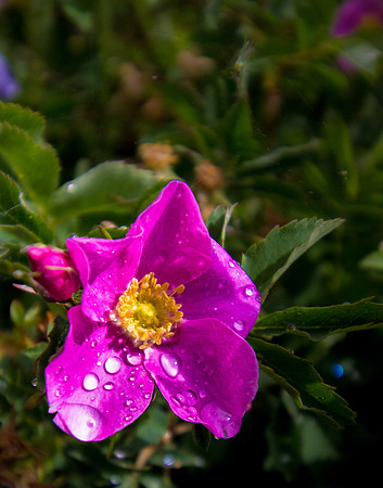 Wild Rose
