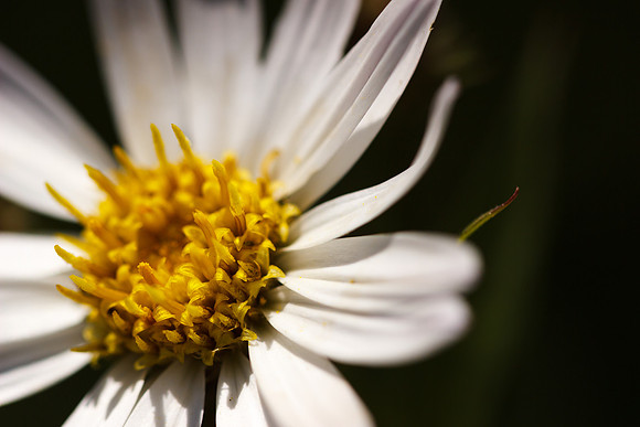 White Mule's Ears