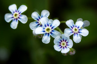 Forget Me Not