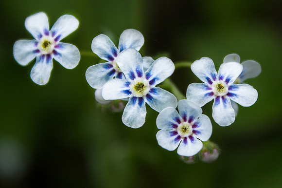 Forget Me Not