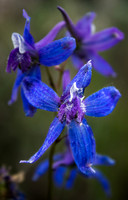 Rocky Mountain Iris