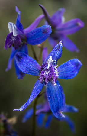 Rocky Mountain Iris