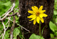 Single Arrowleaf Balsamroot