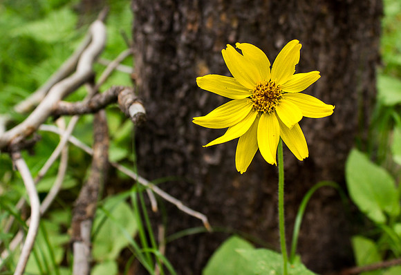 Single Arrowleaf Balsamroot