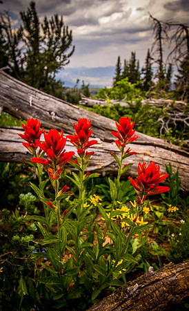 Indian Paintbrush