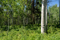 Lot9Woodchuck_JGPhoto-6