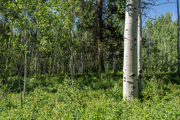 Lot9Woodchuck_JGPhoto-6