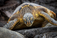 Green Sea Turtle