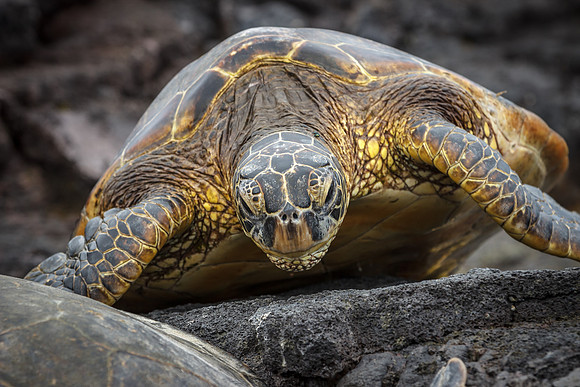 Green Sea Turtle