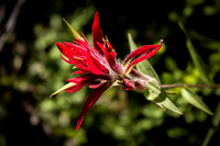 Indian Paintbrush