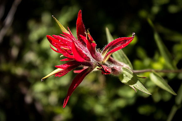 Indian Paintbrush