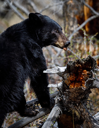 Black Bear