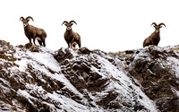 Bighorn Sheep