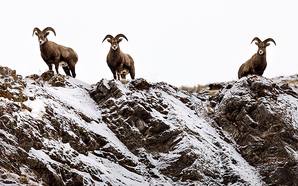 Bighorn Sheep