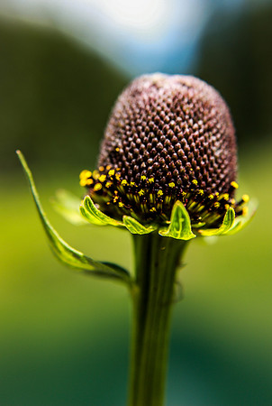 Coneflower