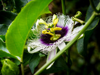 Liliko'i Flower