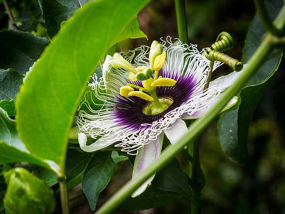 Liliko'i Flower