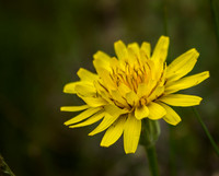 Mountain Dandelion