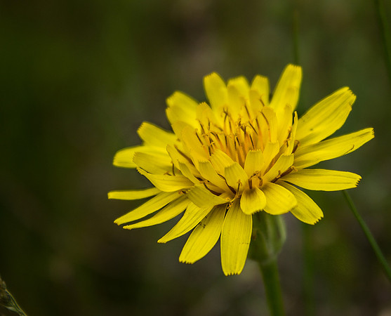Mountain Dandelion