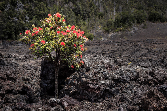 Ohi'a tree with Lehua flowers