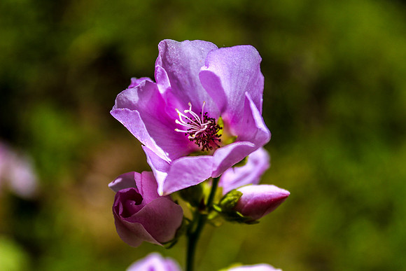 Wild Hollyhock