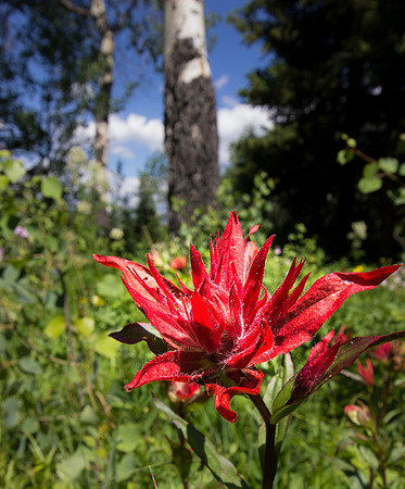 Indian Paintbrush