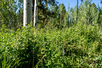 Lot9Woodchuck_JGPhoto-2