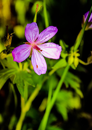 Sticky Geranium