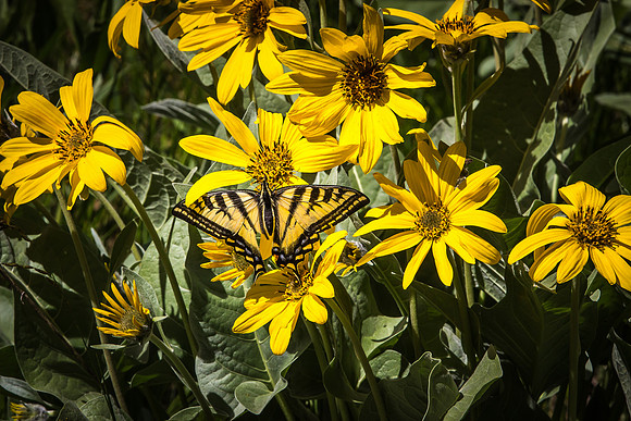 Arrowleaf Balsamroot