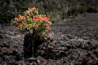 Ohi'a Tree with Lehua Flowers