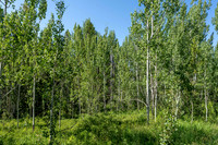 Lot9Woodchuck_JGPhoto-5