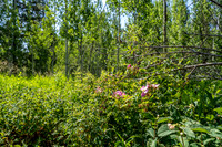 Lot9Woodchuck_JGPhoto-4