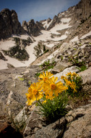 Arrowleaf Balsamroot