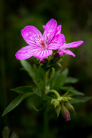 Sticky Geranium