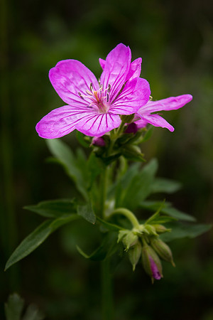Sticky Geranium