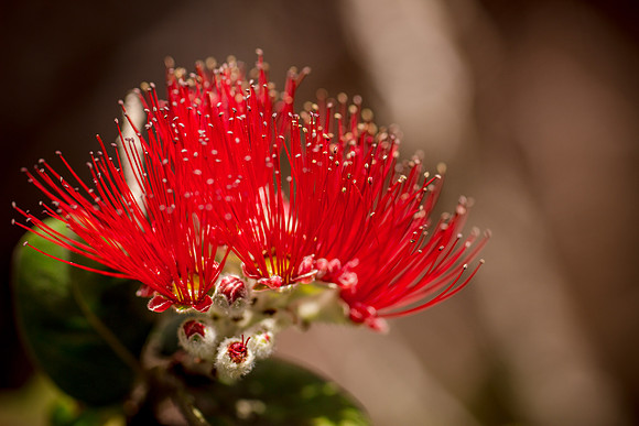 Lehua Flower