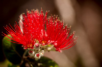 Lehua Flower