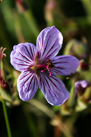 Sticky Geranium