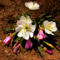 Primrose